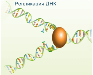 Картинки по запросу В результате из одной цепи ДНК получаются две абсолютно идентичные